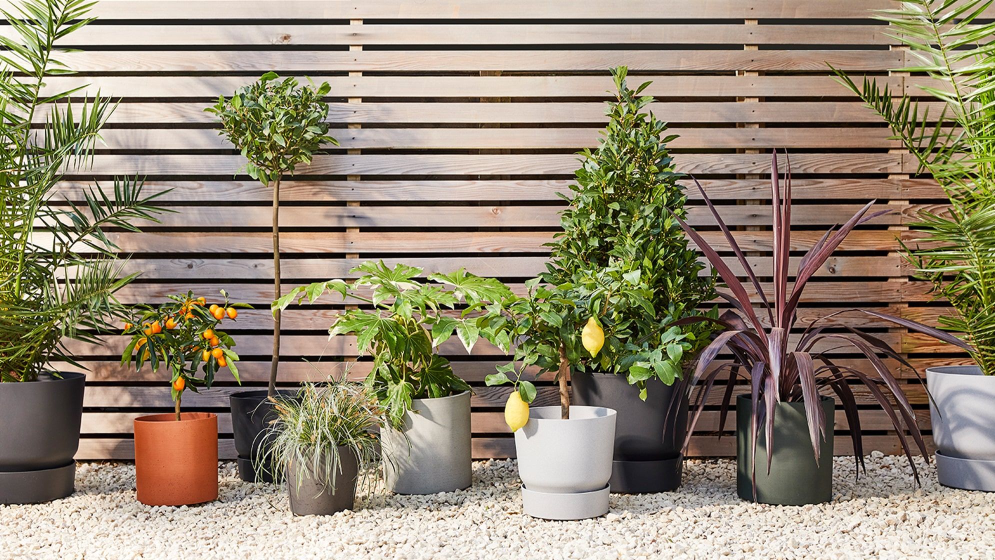 Group of outdoor potted plants, included a lemon tree, bay trees, palm trees, a cordyline, a fatsia japonica and a grass, outside next to a wooden fence.