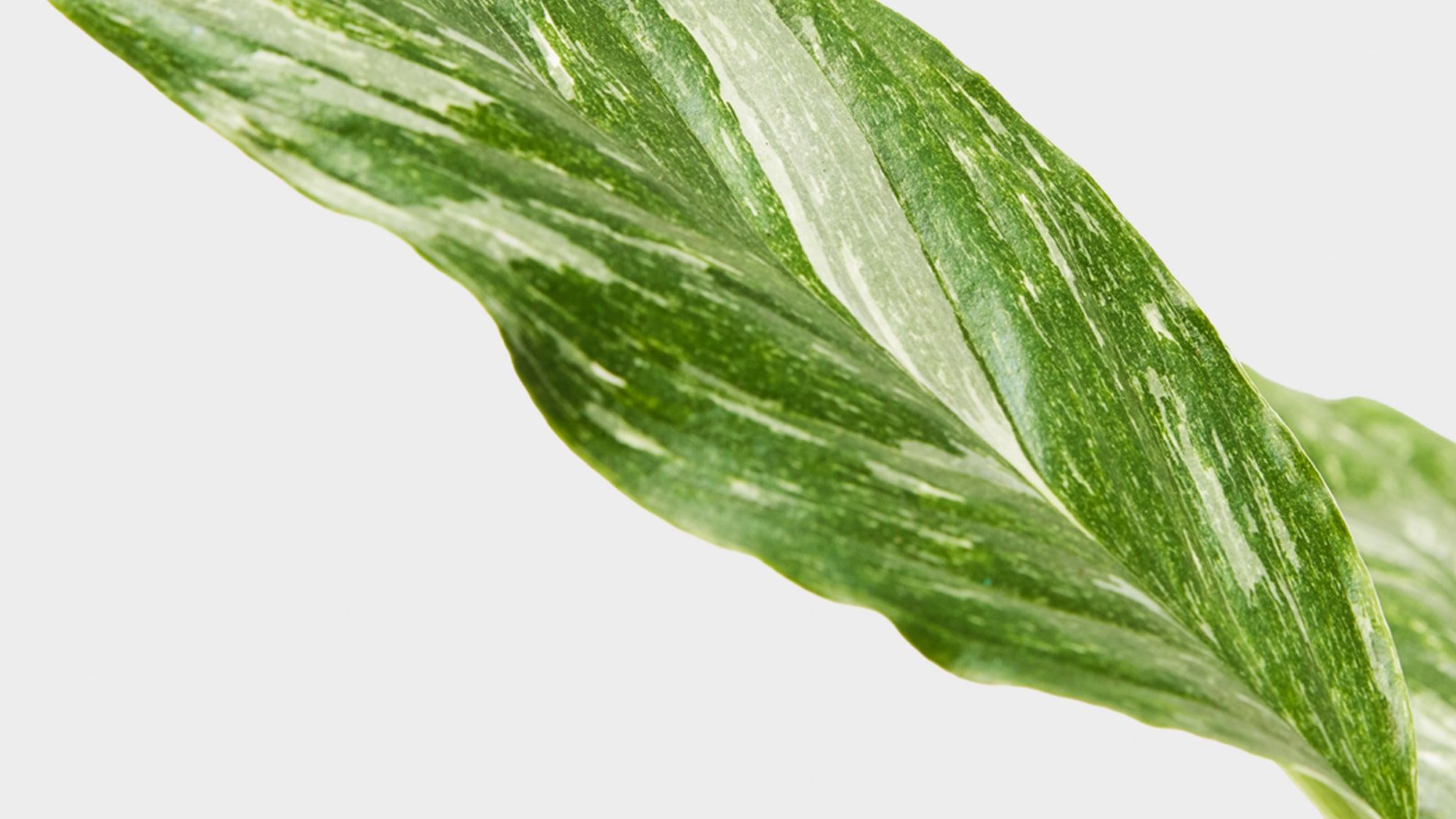 A close-up detail of a variegated peace lily on a white studio background