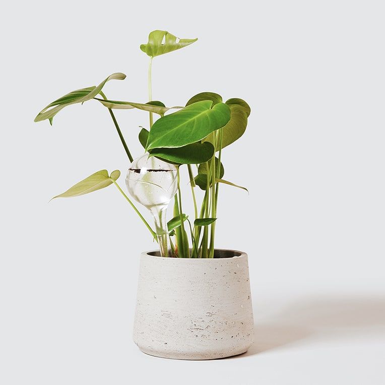 A hydrospike in a plant on a studio background.