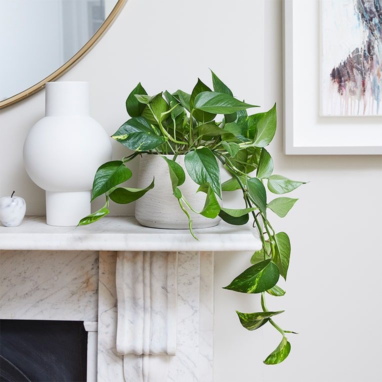 A devil's ivy in a clay pot on a fireplace mantlepiece in a living room