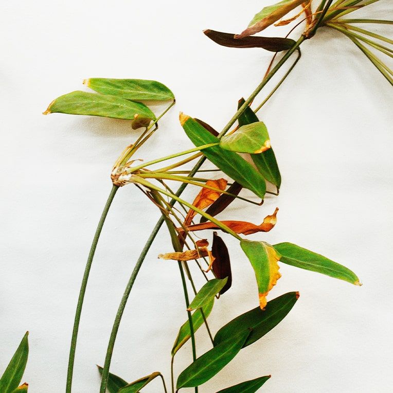 Close-up of plant with dry, wilted and brown leaves