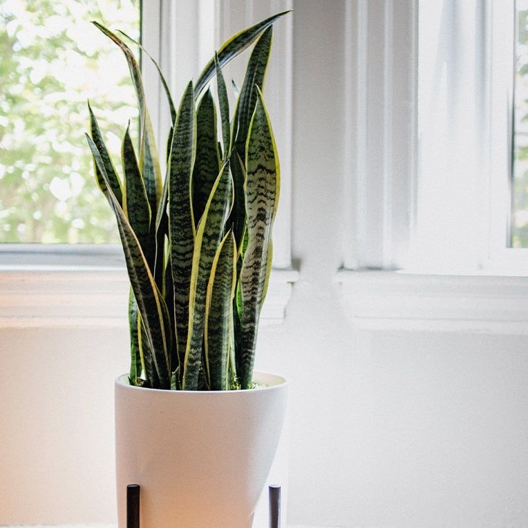 Snake plant in a white plastic pot and a wooden plant stand, in an empty living room by a window