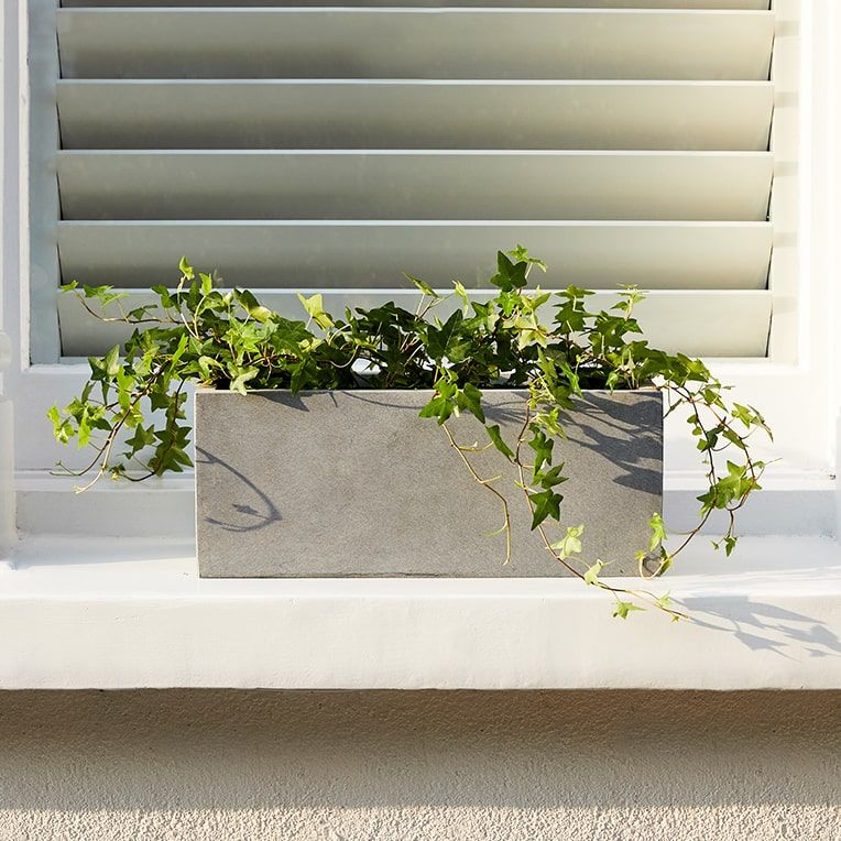 Ivy in a grey fibrestone trough outside on a window ledge