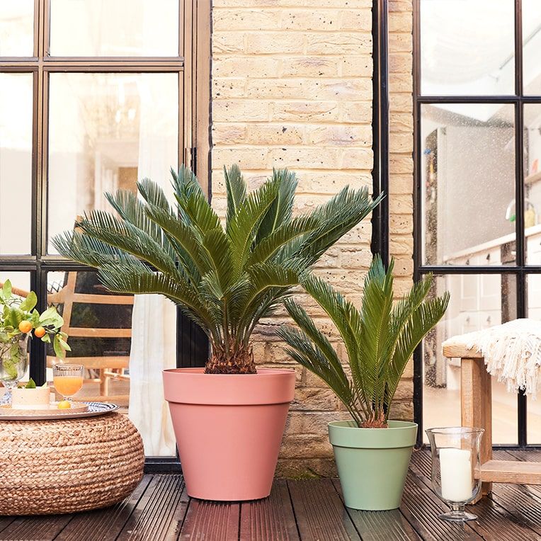 A large cycad and a small cycad in recylced plastic reservoir pots outdoors