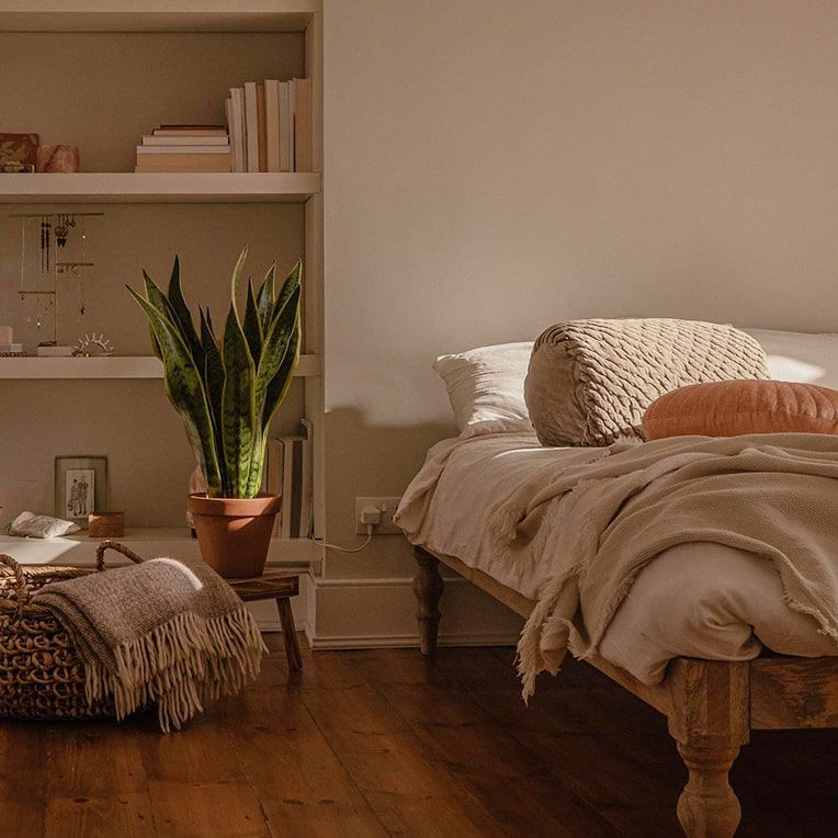 Snake plant in a bedroom