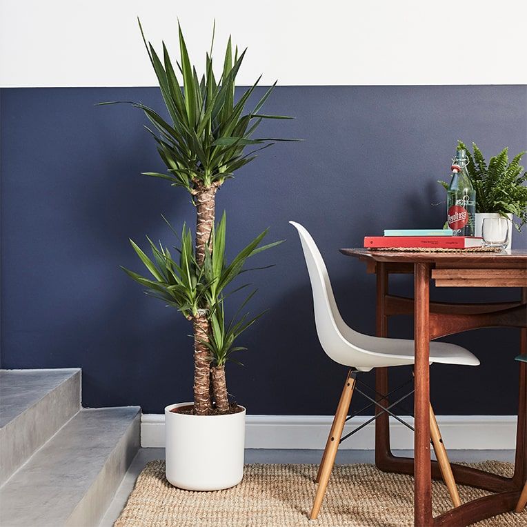 Yucca plant in a white recycled plastic pot in a dining room