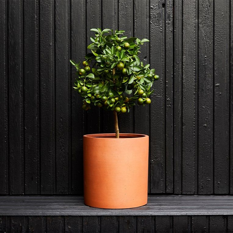 A lime tree in a terracotta sandstone pot outside on a black wooden bench against a black wooden fence