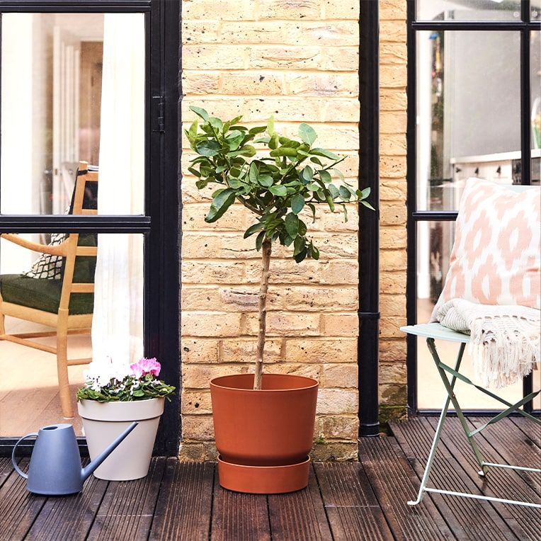 A lime tree in a cinnamon recycled plastic reservoir pot outside on a deck