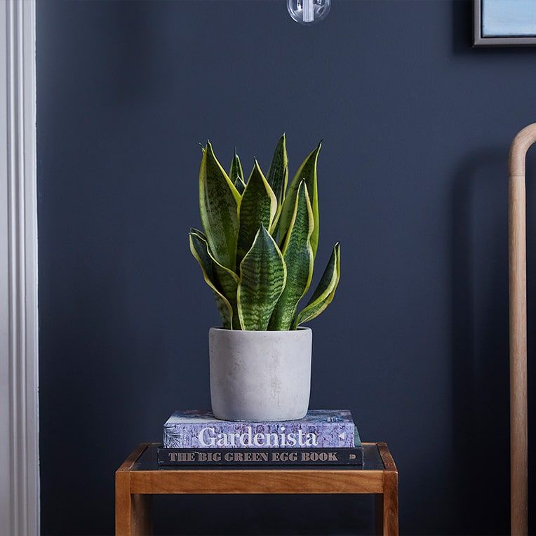 Snake plant on a bedside table in a bedroom