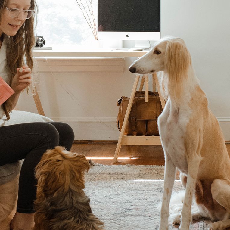 Two dogs waiting for a dog treat from their owner in a bedroom