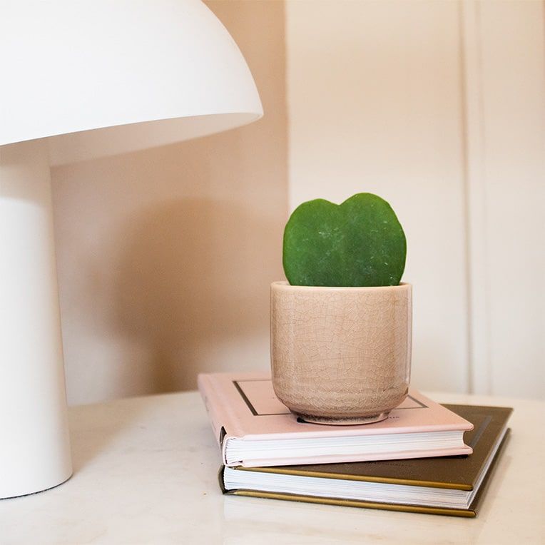 A sweetheart plant in a cream decorative pot, placed on top of some books next to a lamp in a living room.