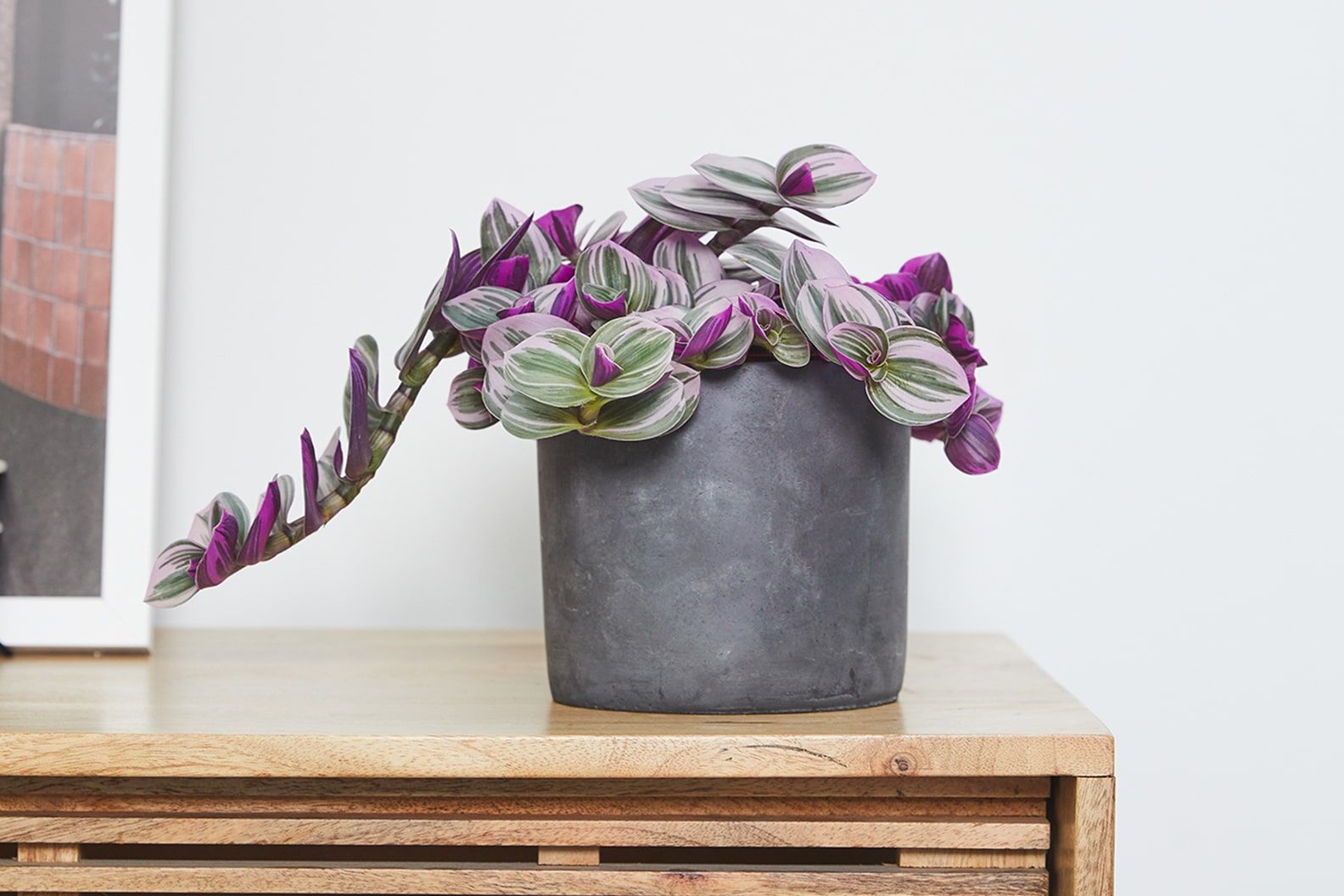 A tradescantia in a black concrete pot on a sideboard