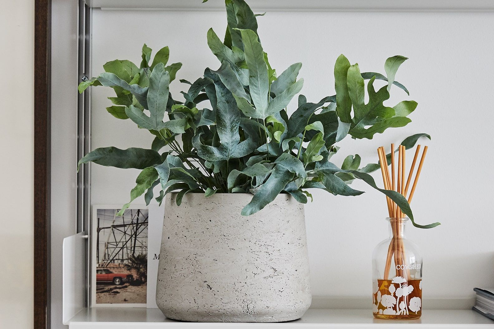 Blue star fern in a grey clay pot on a shelf