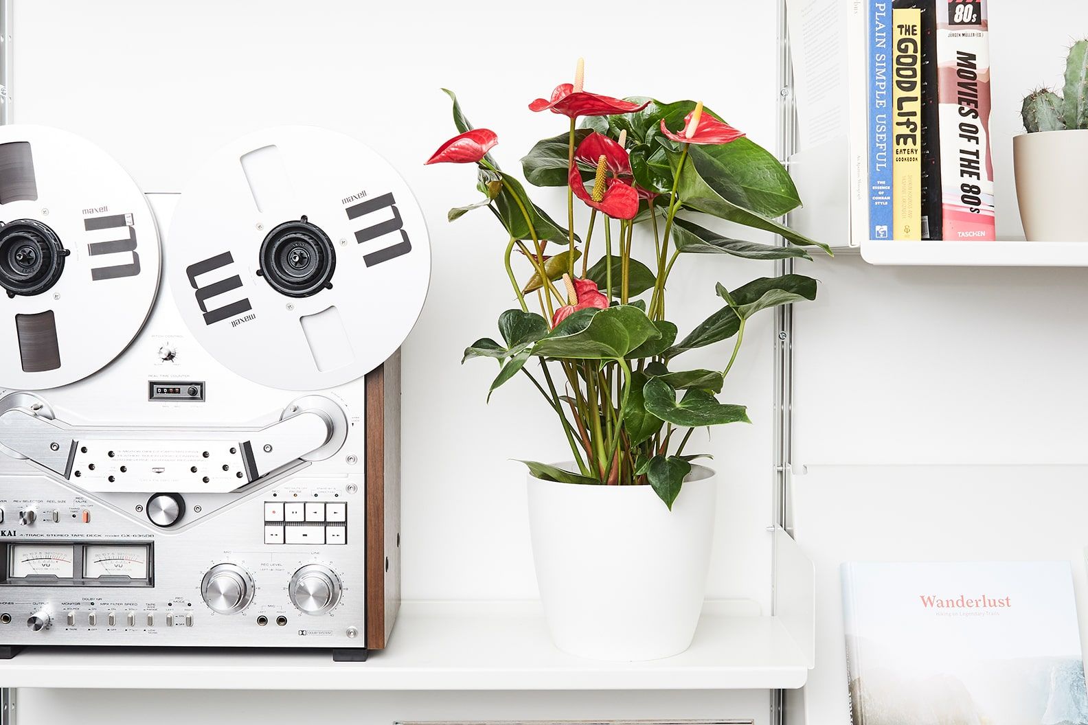 An anthurium in a white plastic pot in on a sideboard in a home office