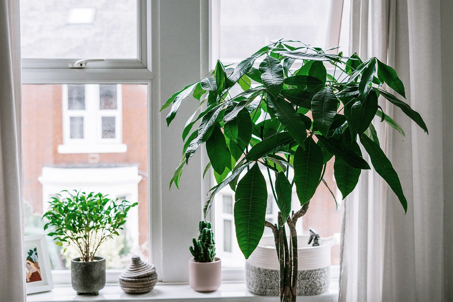 A selection of small plants on a windowsill