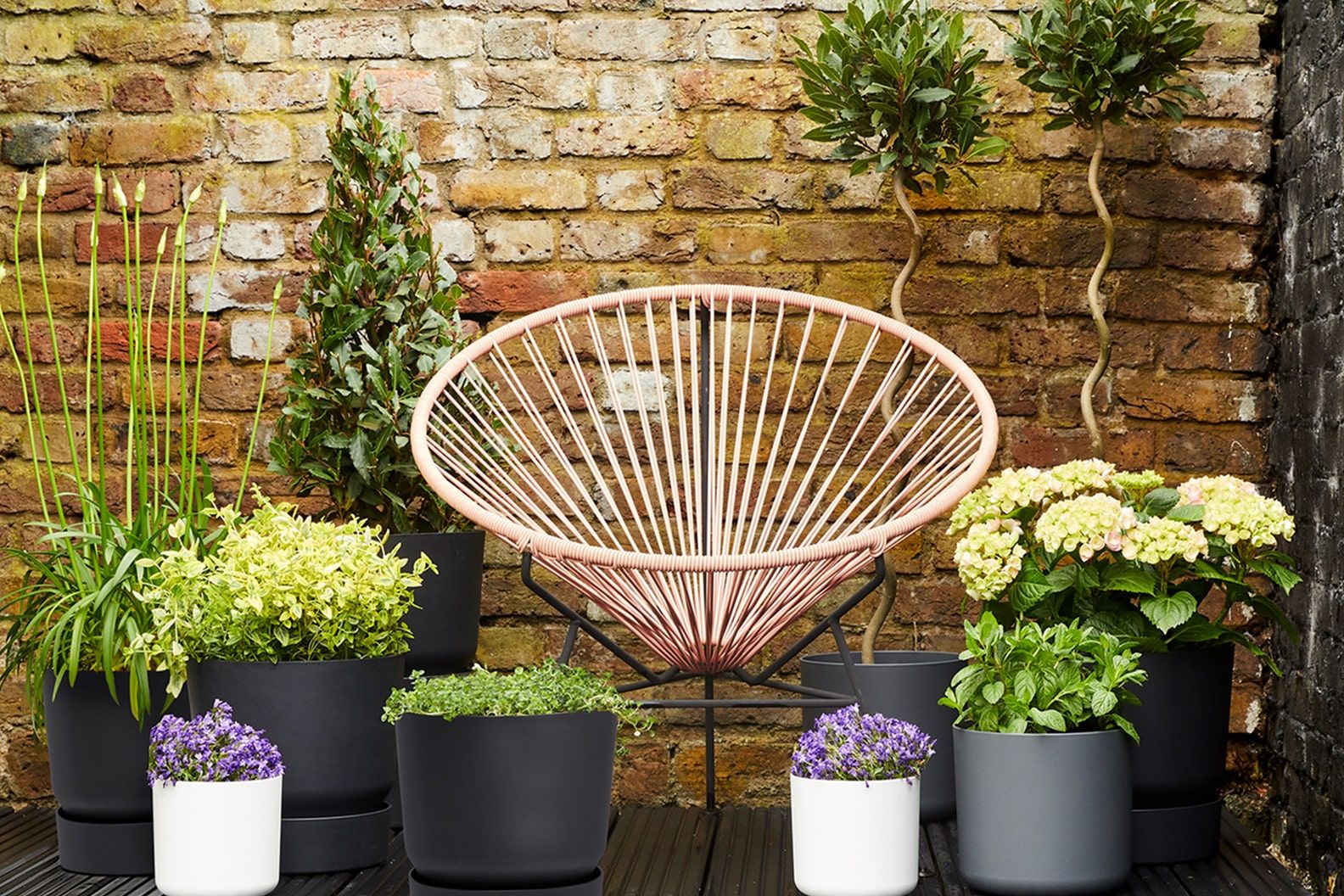 Fairy bellflowers, two twisted stem bay trees, a white hydrangea, an agapanthus, a pyramid bay tree, a mint, an oregano and an Euonymus Fortunei in decorative pots styled on a deck around a curved pink chair