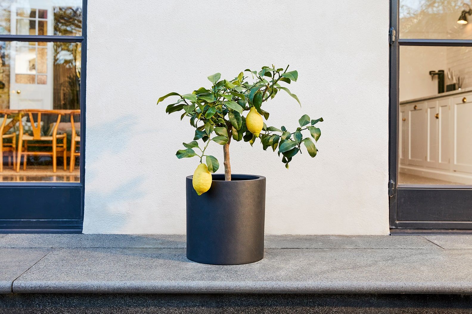 A lemon tree in a black fibrestone cylinder pot, outside on a patio