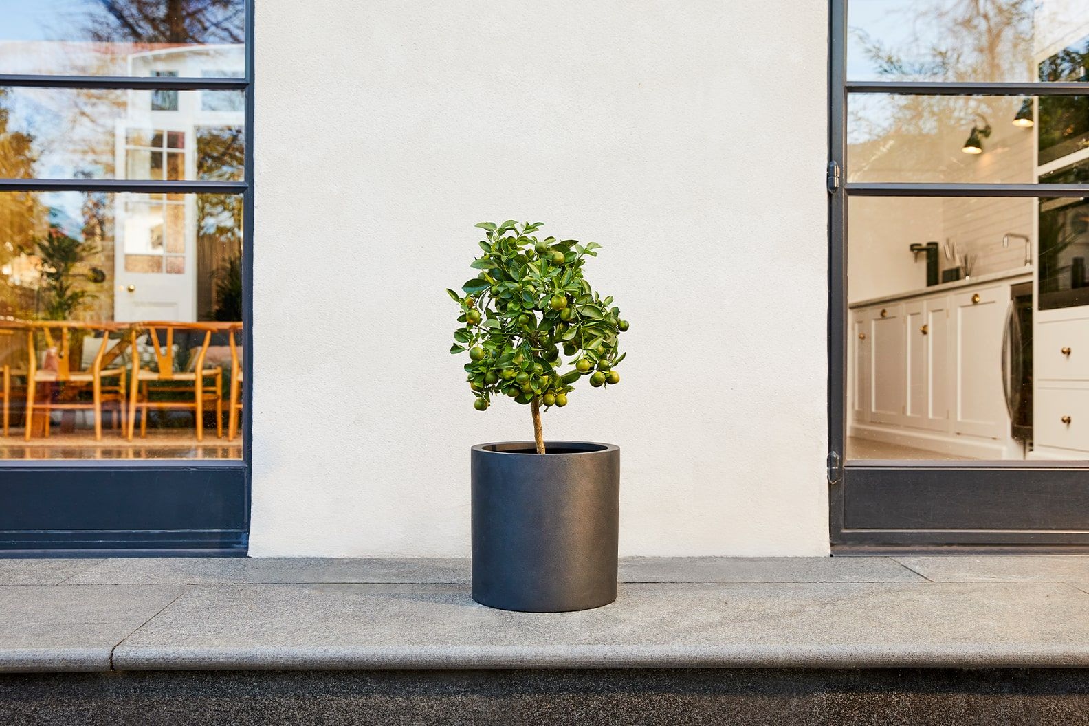 A potted calamondin in a black fibrestone decorative pot outside on a patio