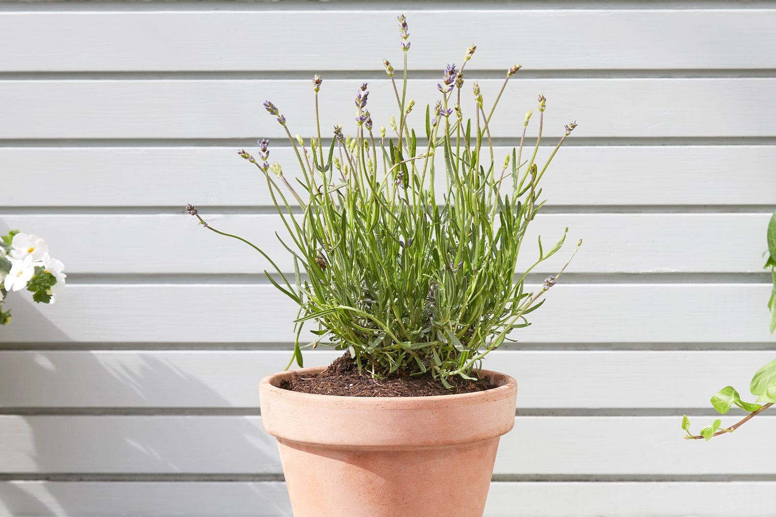 A flowering English lavender in a terracotta pot outside in a patio garden