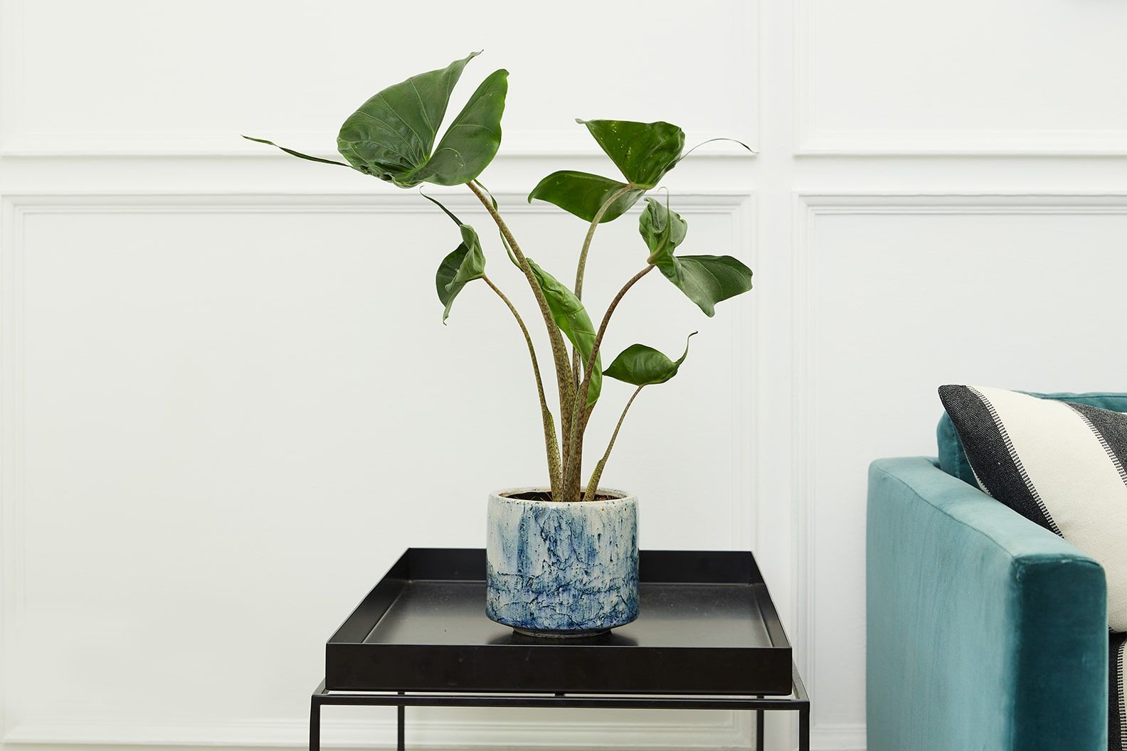 An alocasia 'Stingray' in a blue fractured decorative pot on a side table in a living room