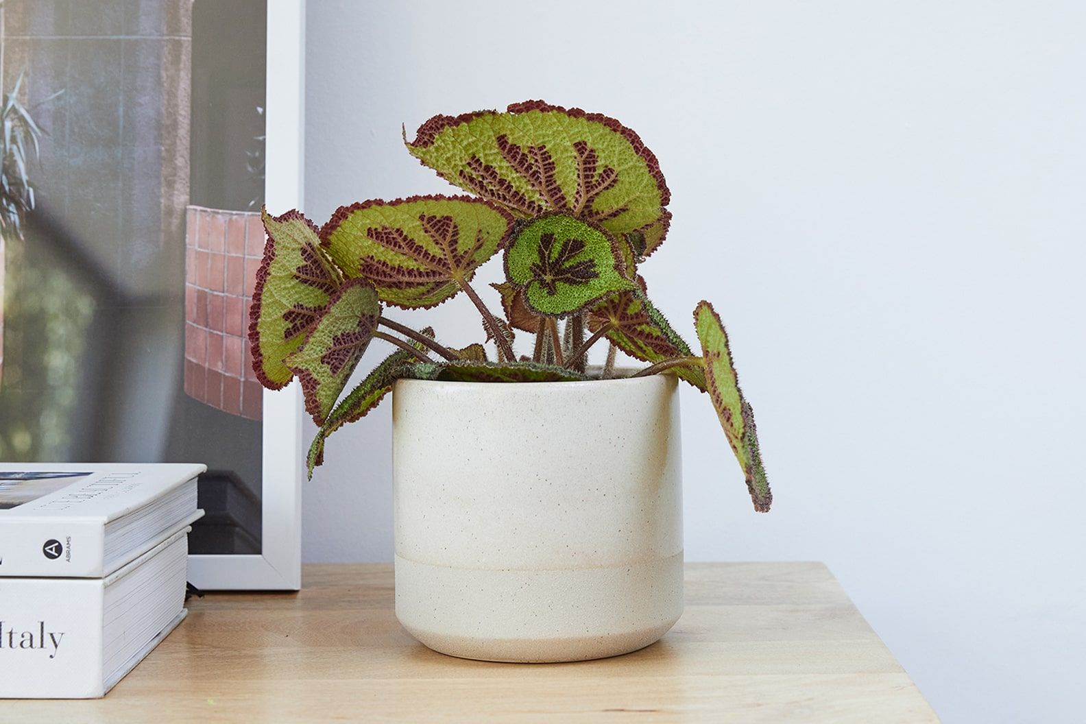 An 'Iron Cross' begonia in a cream dipped decorative pot on a side table in a living room