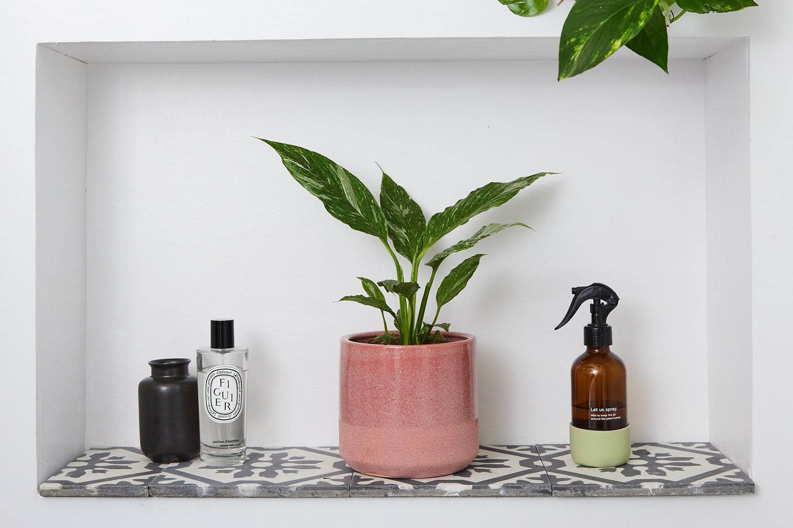 A variegated peace lily in a pink dipped decorative pot on a shelf in a bathroom