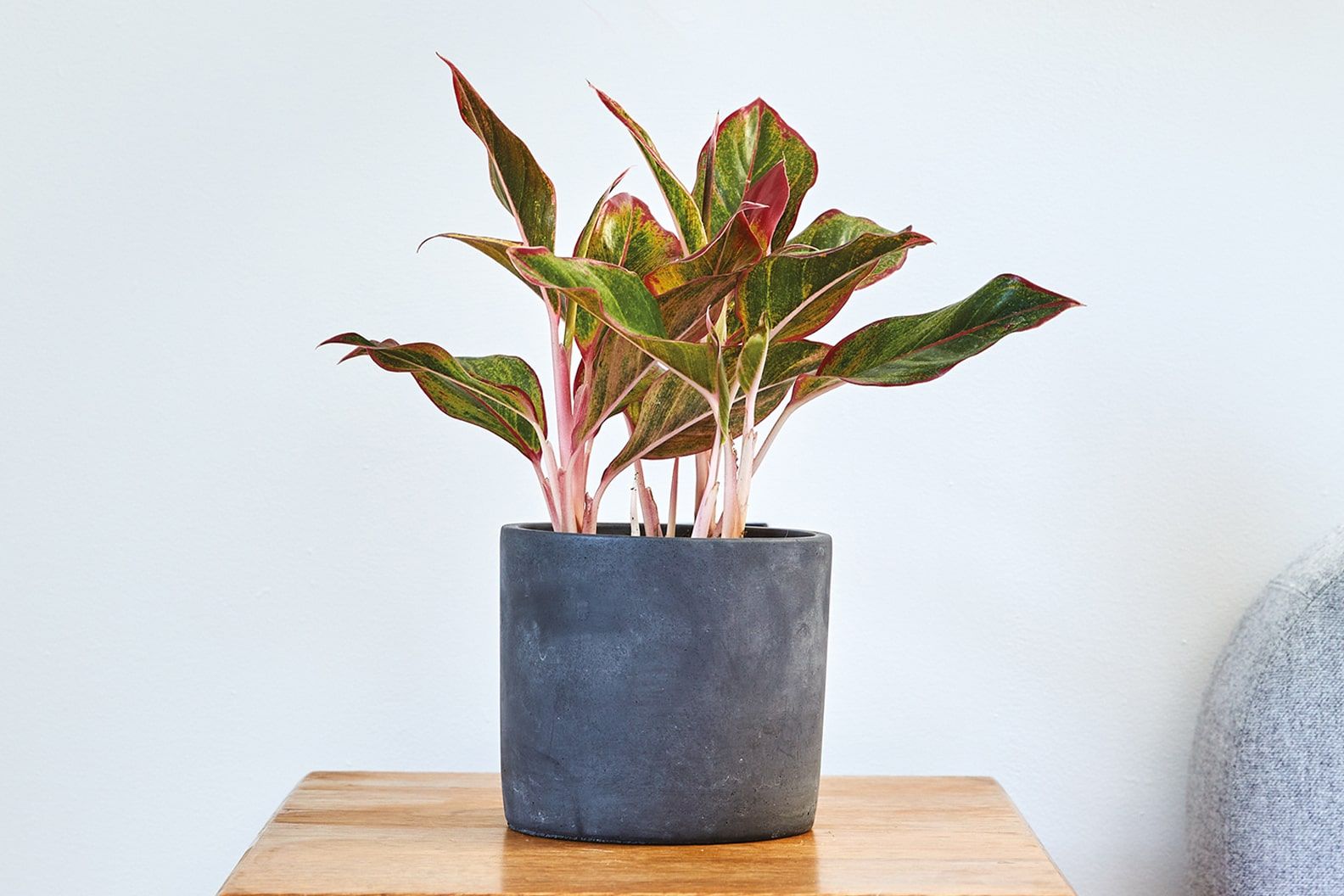 A red aglaonema in a black concrete pot on a bedside table in a bedroom