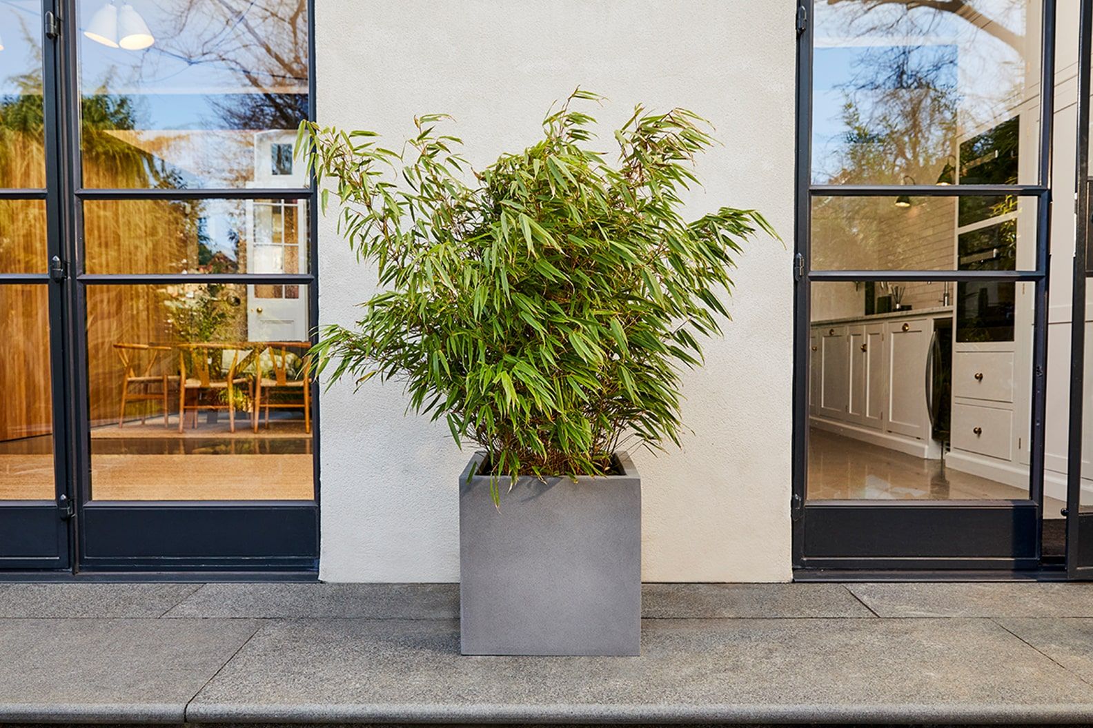 Large light grey square pot of bamboo