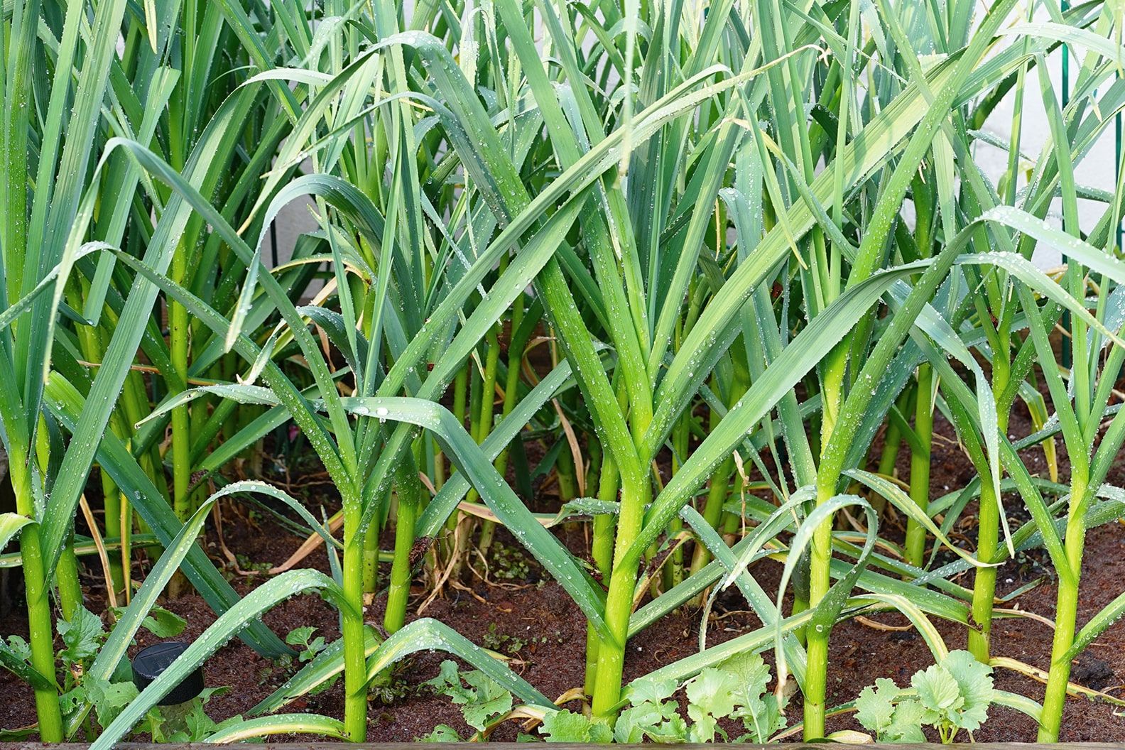 Green garlic stems growing in soil