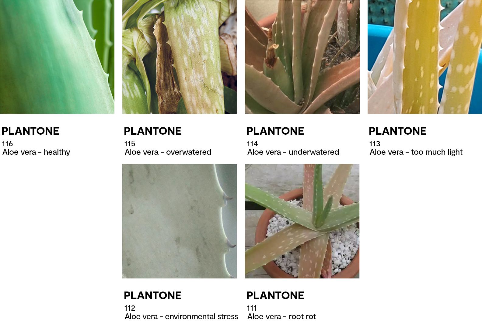 Colour swatches that demonstrate the health of an aloe vera plant