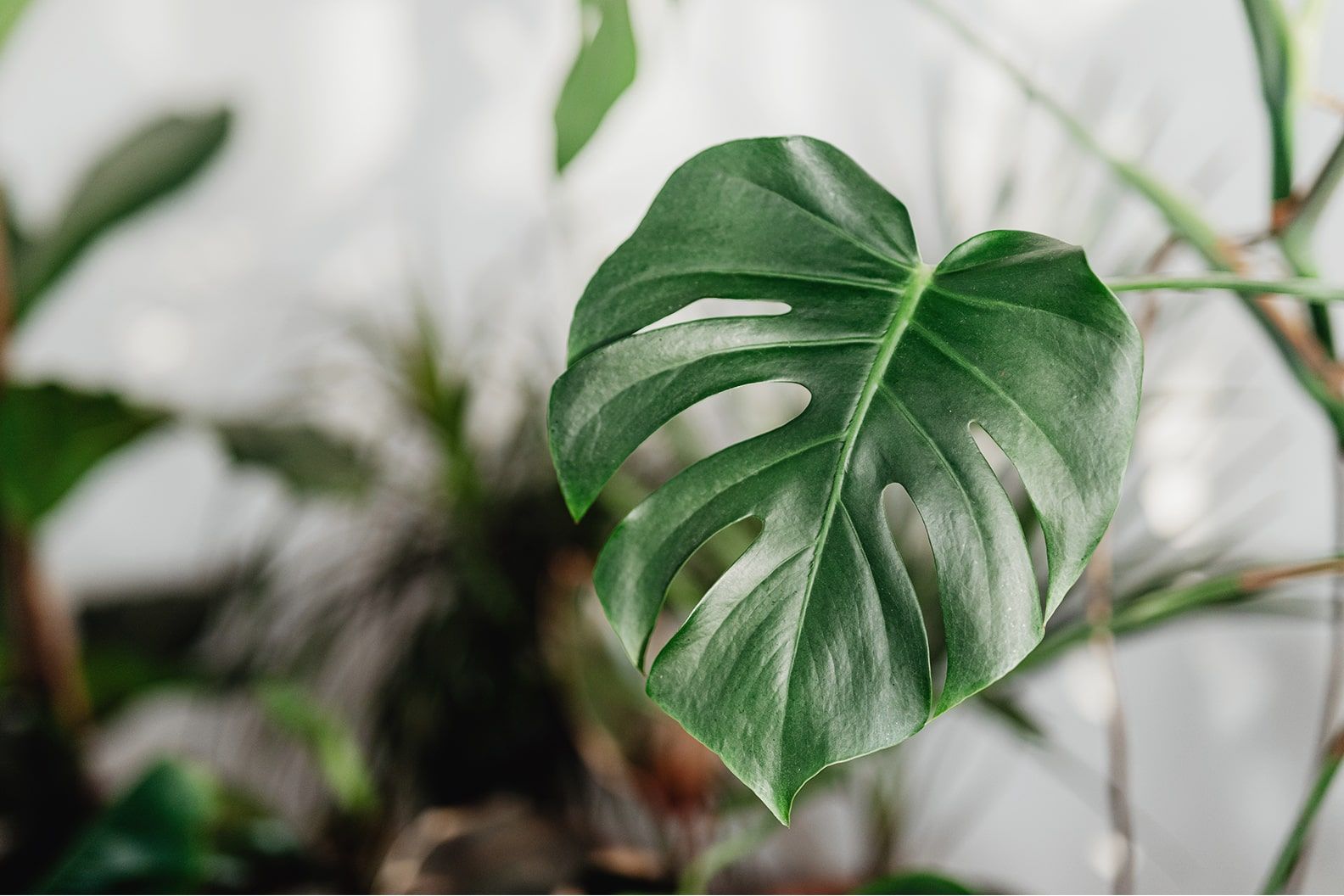 A close-up of a monstera leaf