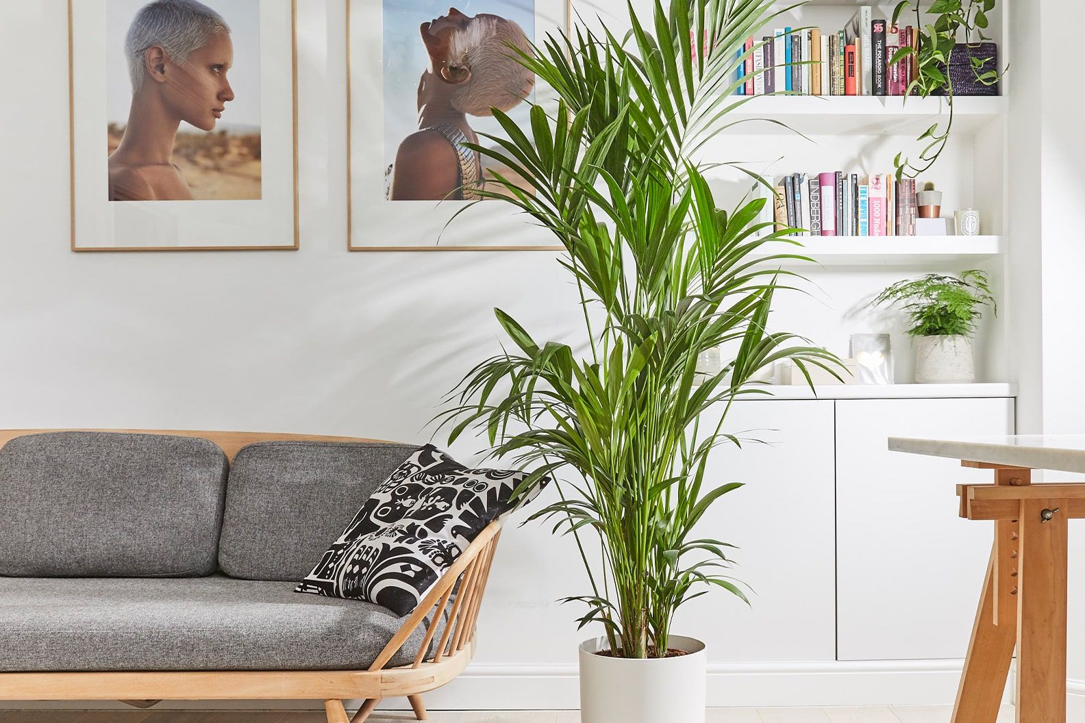 Kentia palm plant in a white recycled plastic pot in a bright living room