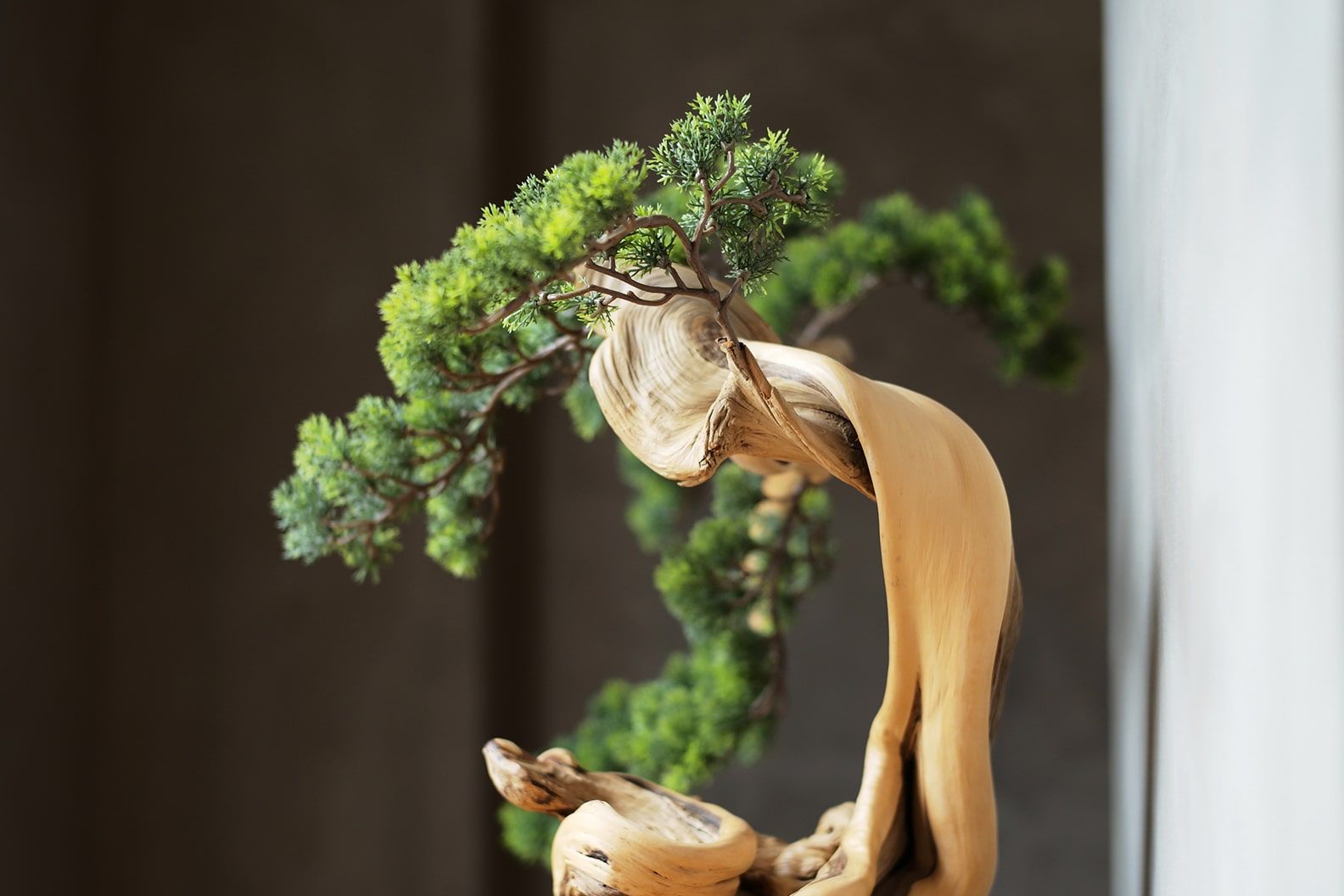 A bonsai tree