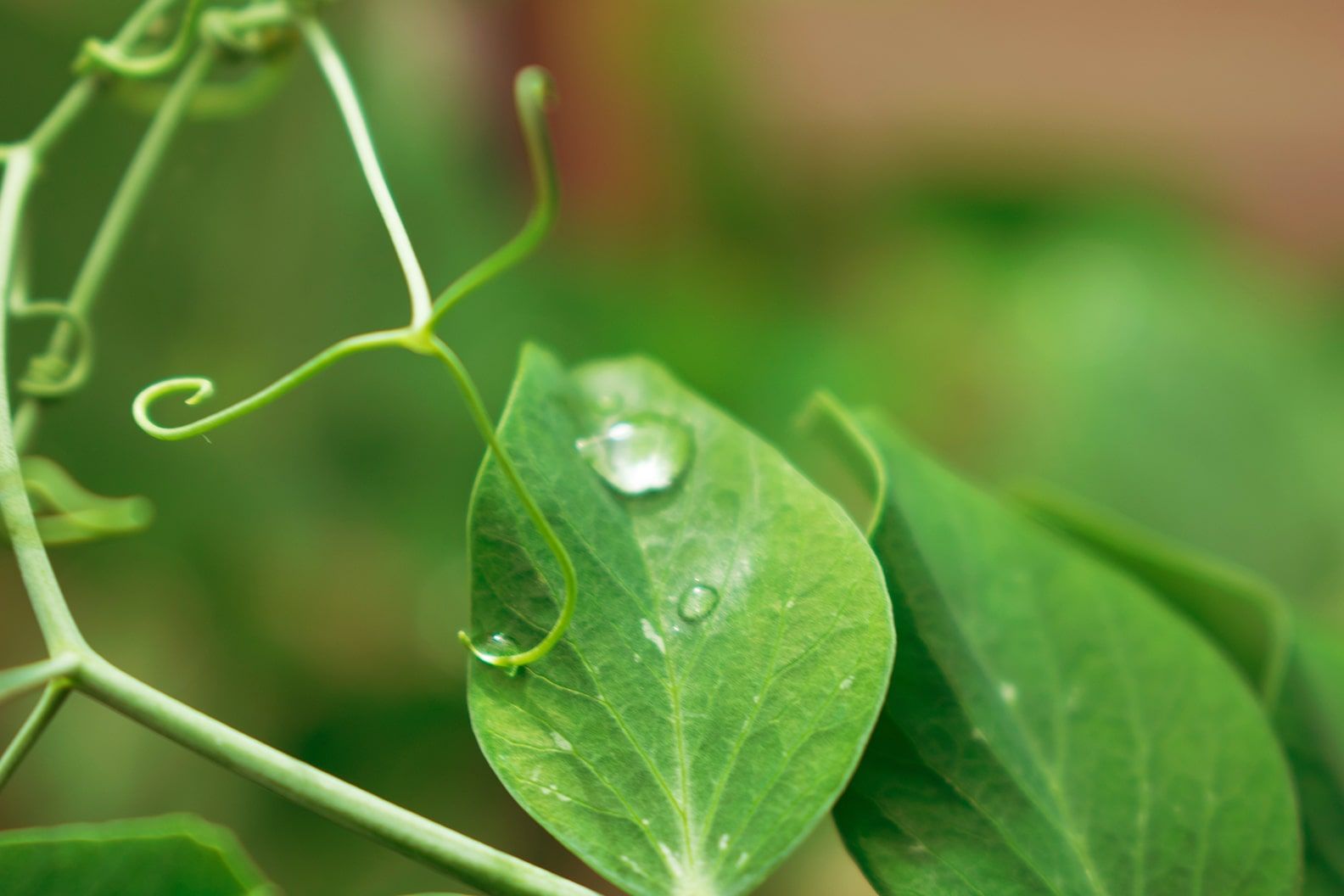 Close up of a pea shoot with a water drop on it