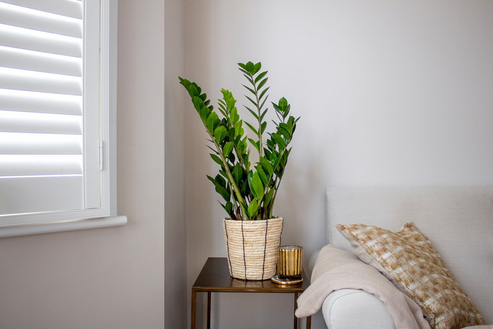 ZZ plant in a rope basket on a side table next to a sofa in a living room