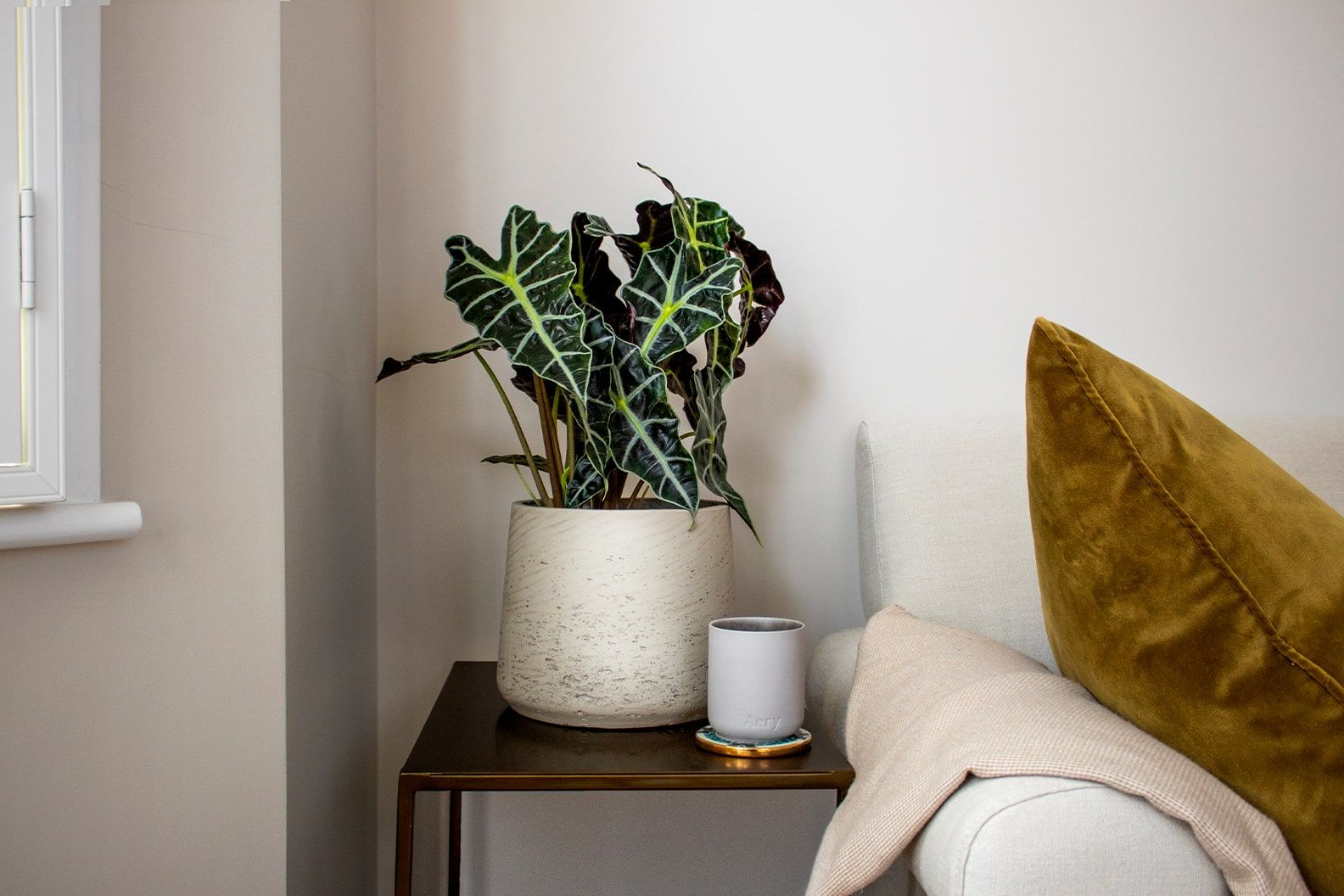 An alocasia amazonica in a grey clay pot on a side table in a living room