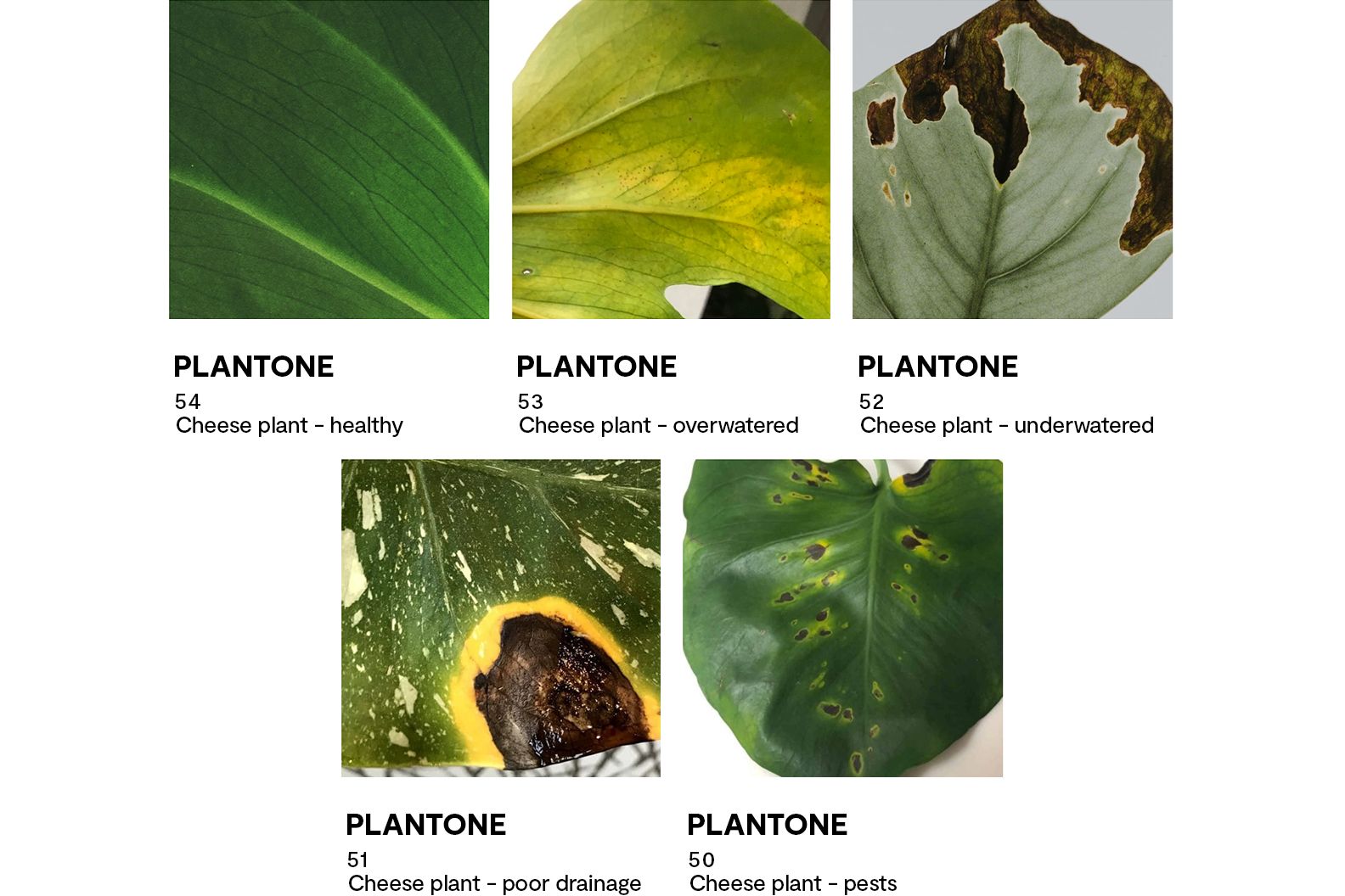 Colour swatches that demonstrate the health of a Swiss cheese plant