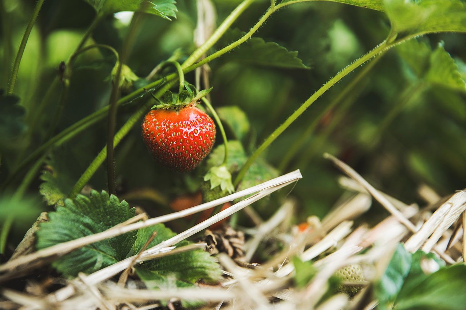 Close up of a single strawberry