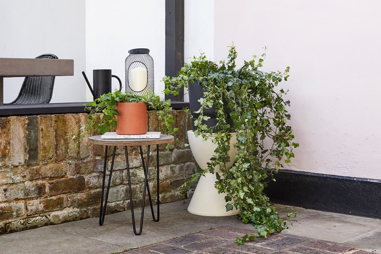 A group of English ivy plants outside on tables on patio