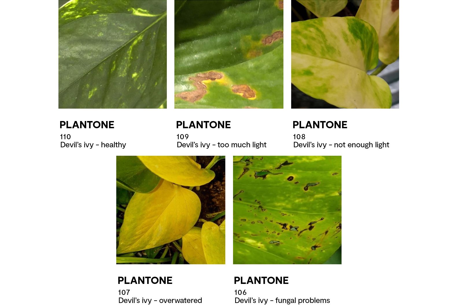 Colour swatches that demonstrate the health of an devil's ivy plant