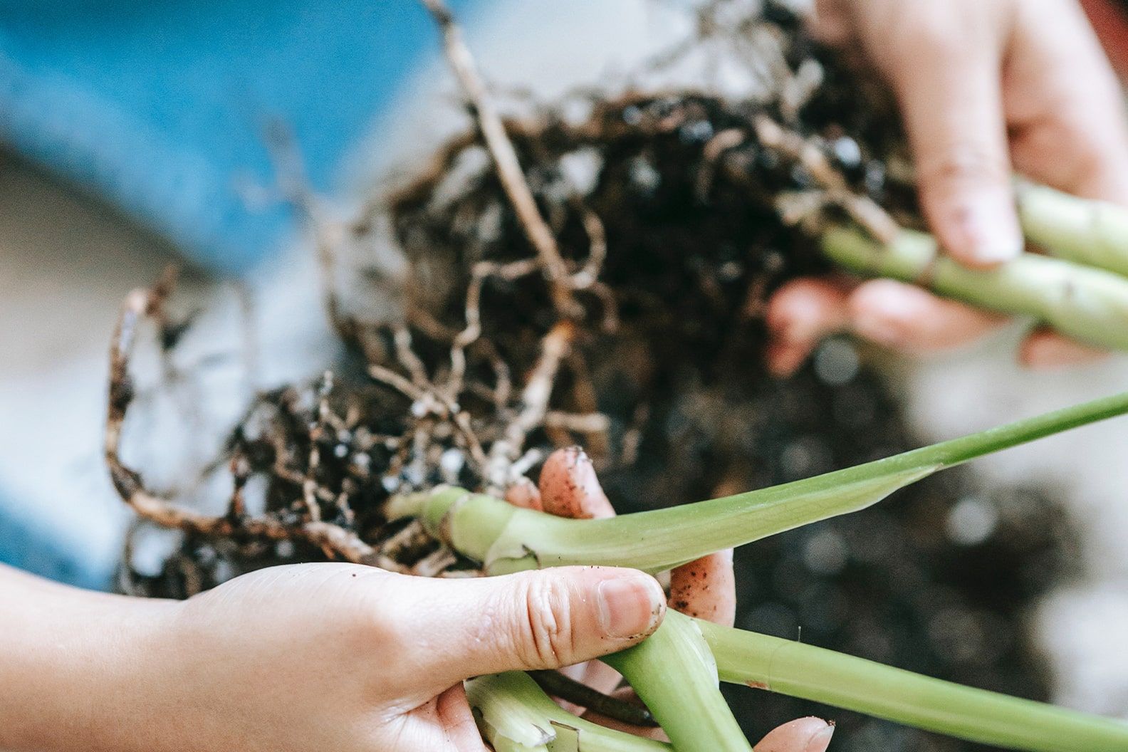 Close-up of a person splitting a plant into two root balls