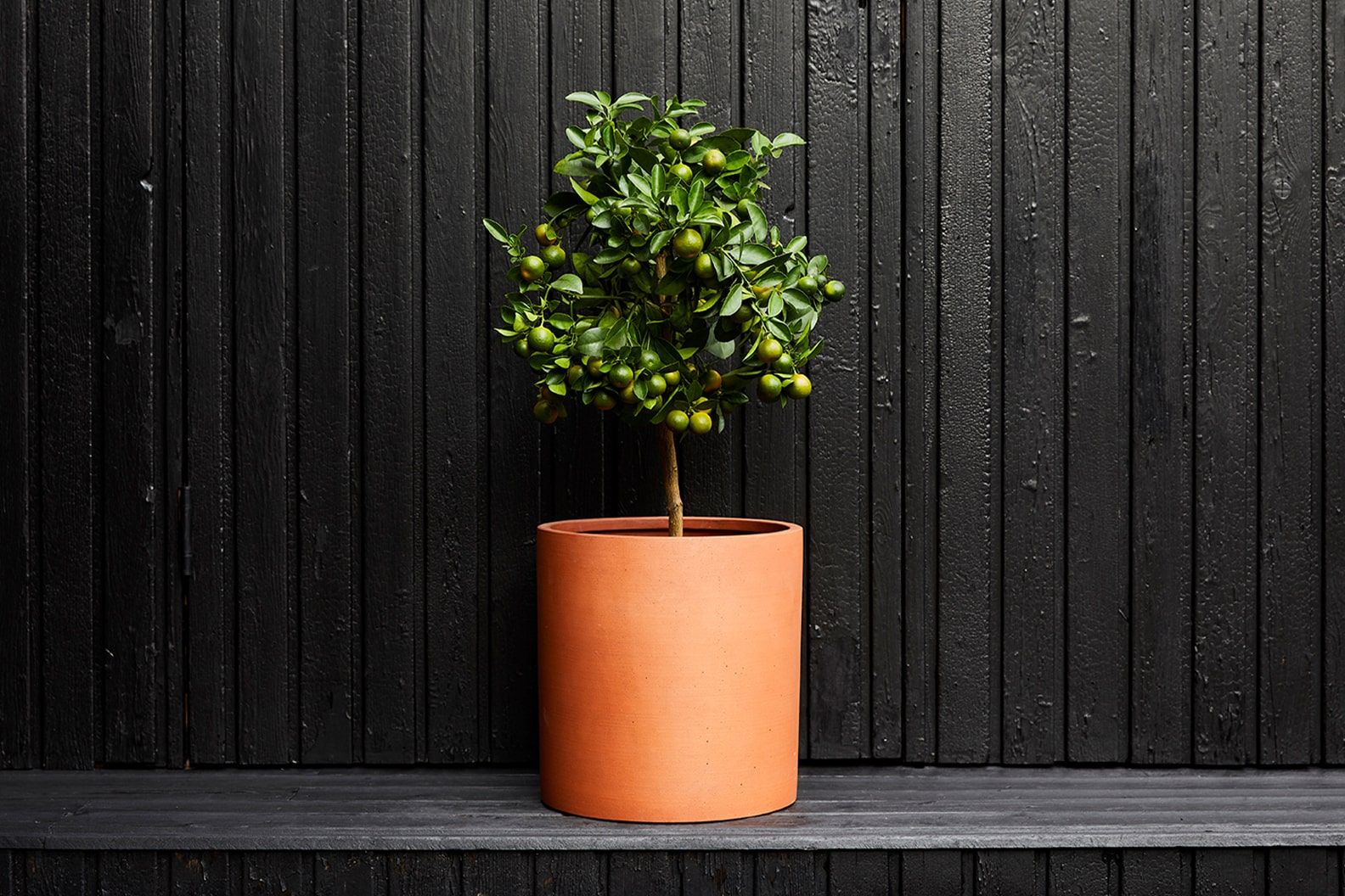 A potted calamondin in a terracotta sandstone decorative pot outside on a black bench against a black wooden fence