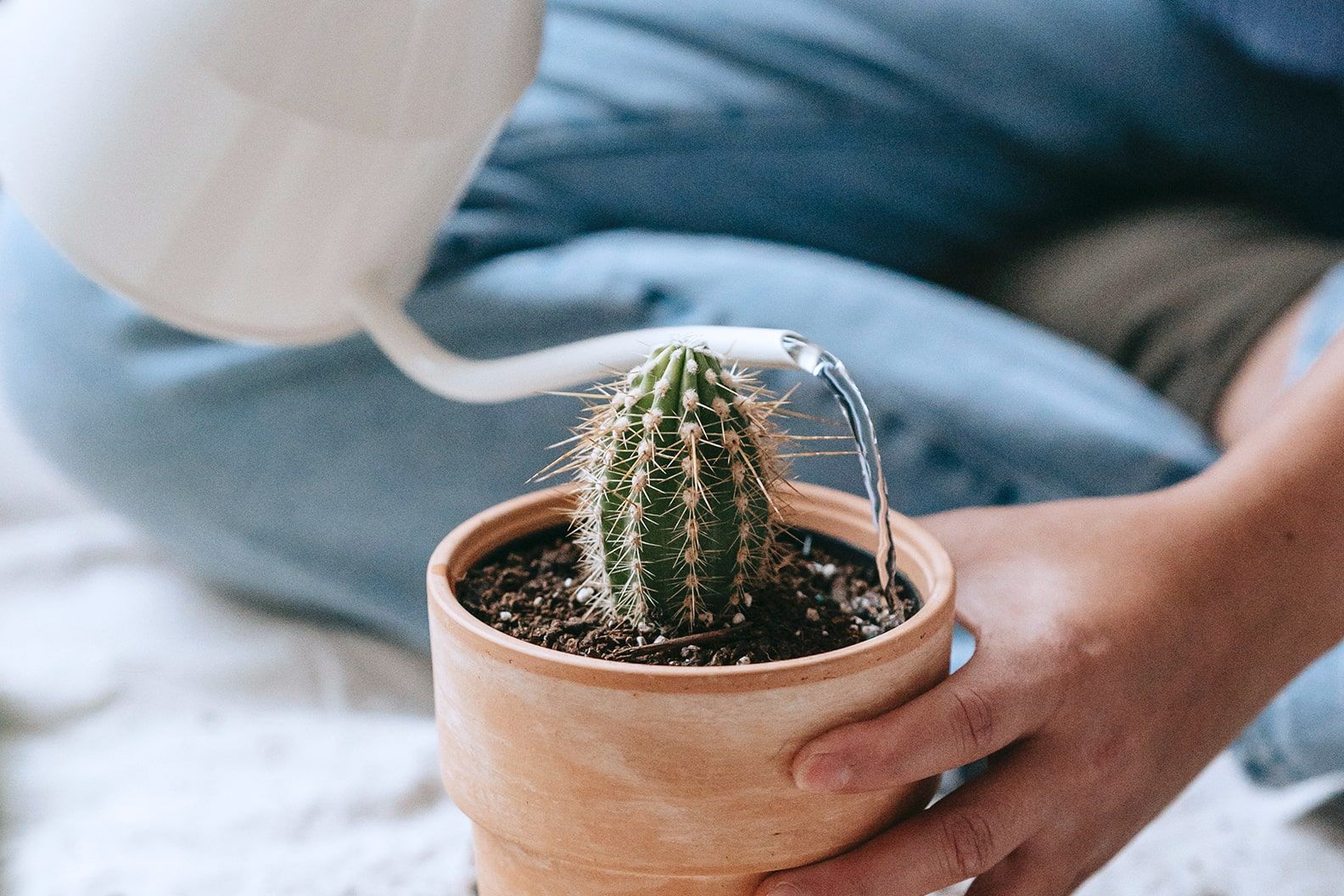 Small cactus in a terracotta pot being watered by a woman holding a white watering can