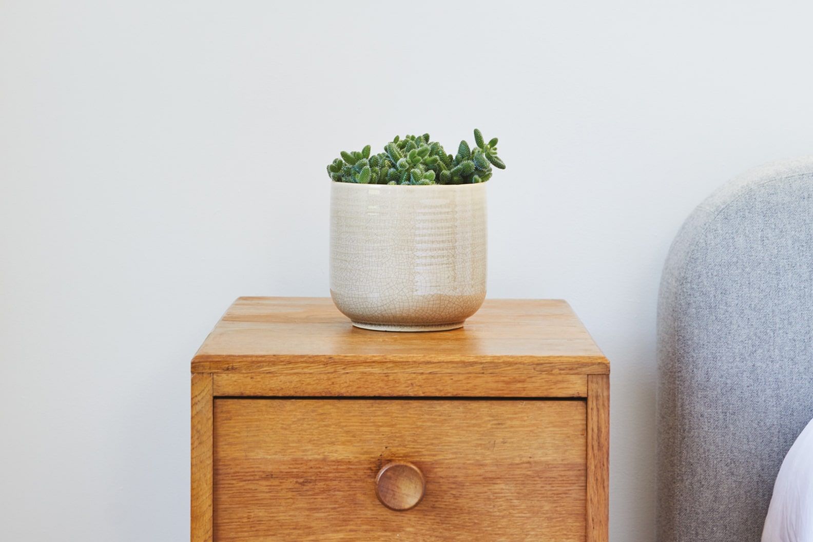 A pickle plant in a cream ceramic decorative pot on a bedside table in a bedroom