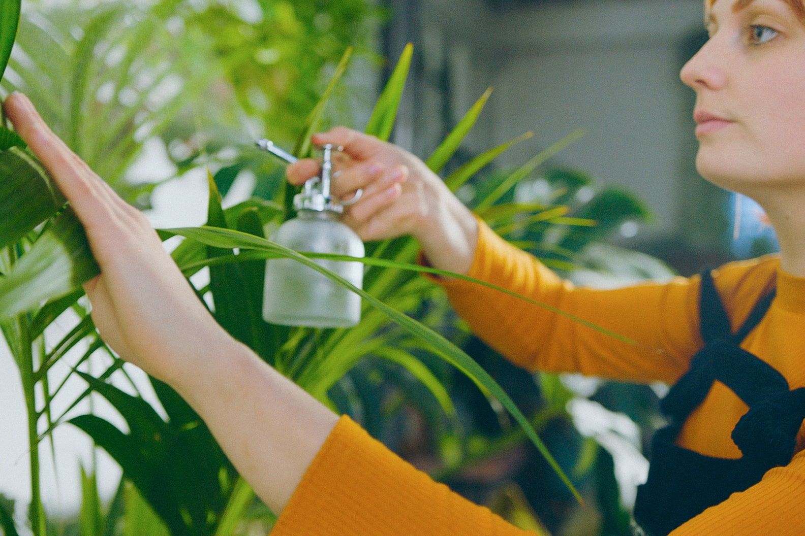 Close-up of woman misting a kentia palm with a glass mister