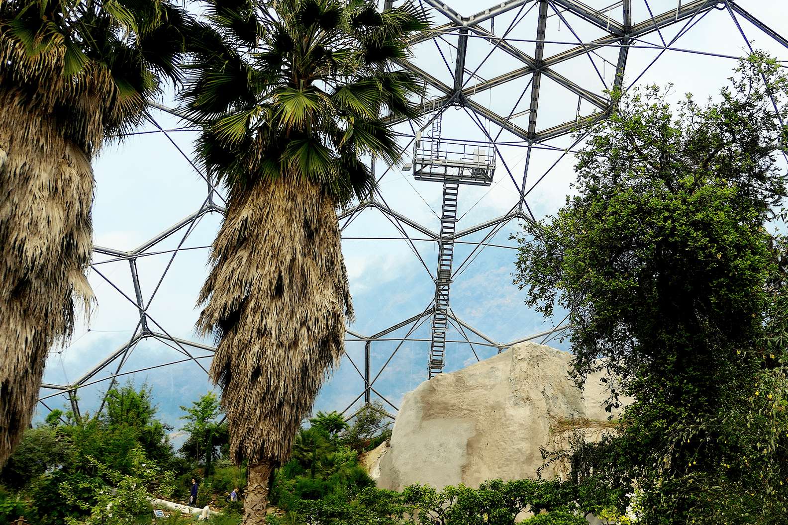 Tall tropical plants grow around a big stone, surrounded by the large hexagonal structure of the biome.