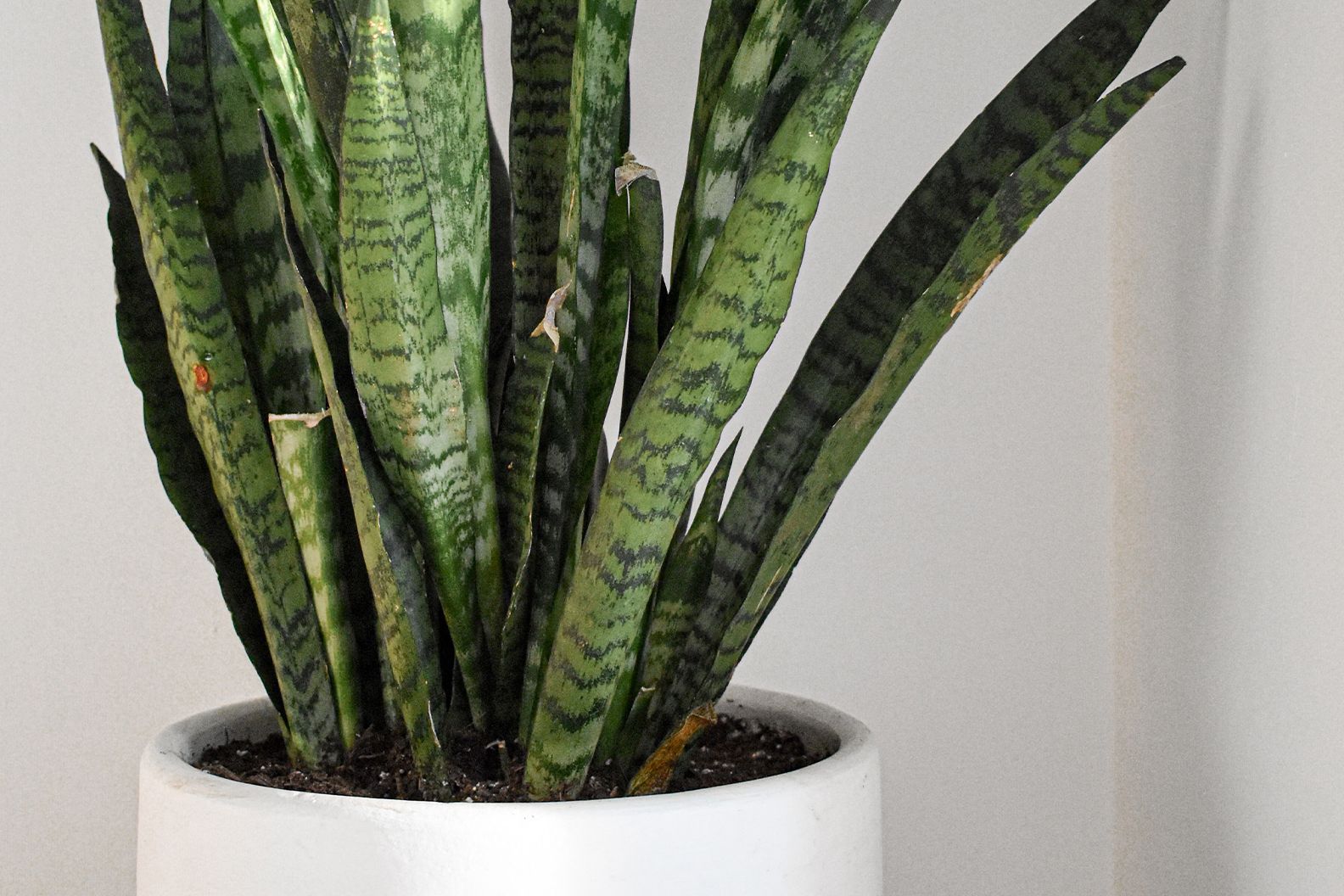 Snake plant with a few brown scars and/or marks on it