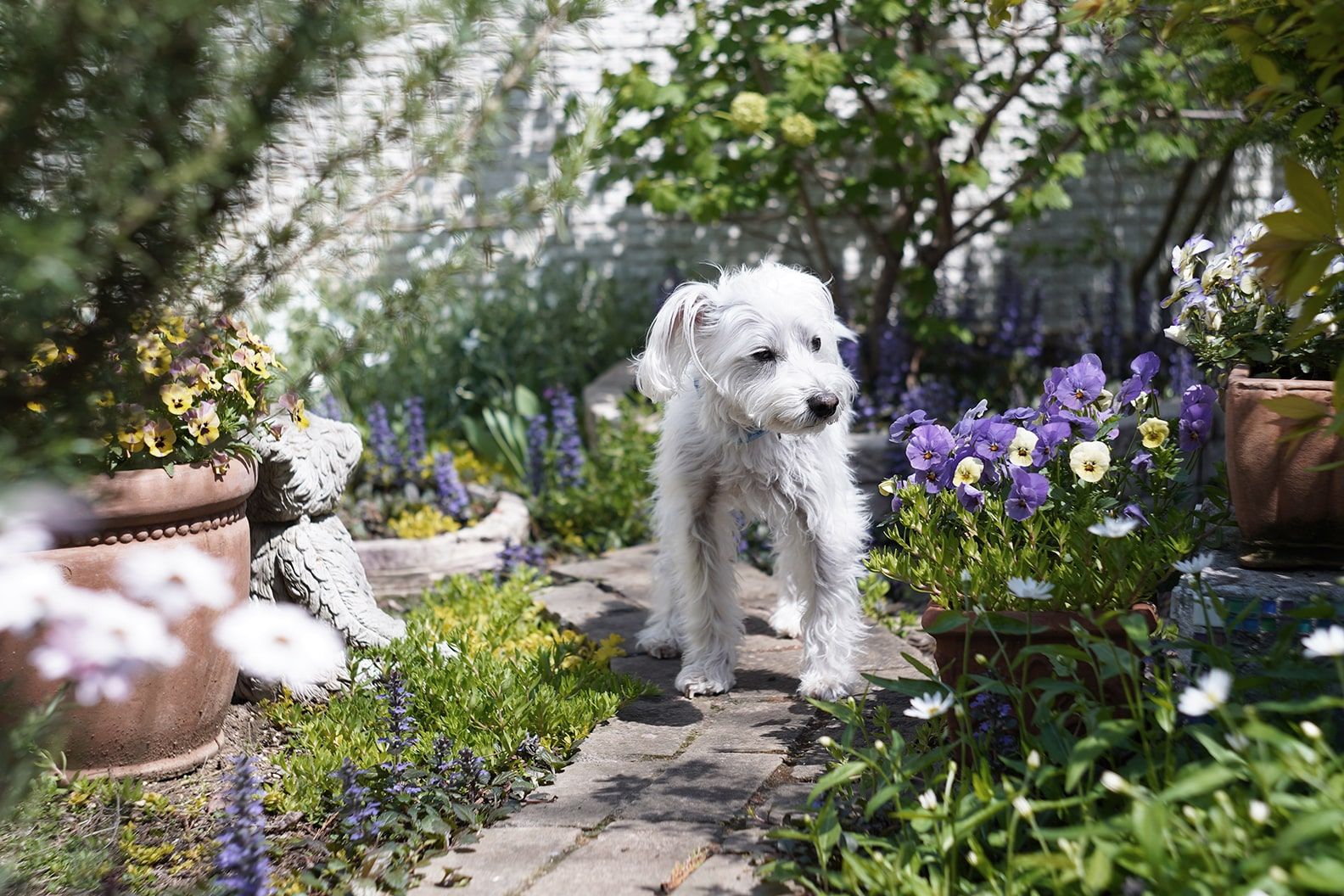 A dog walking down a garden path, surrounded by outdoor flowering plants