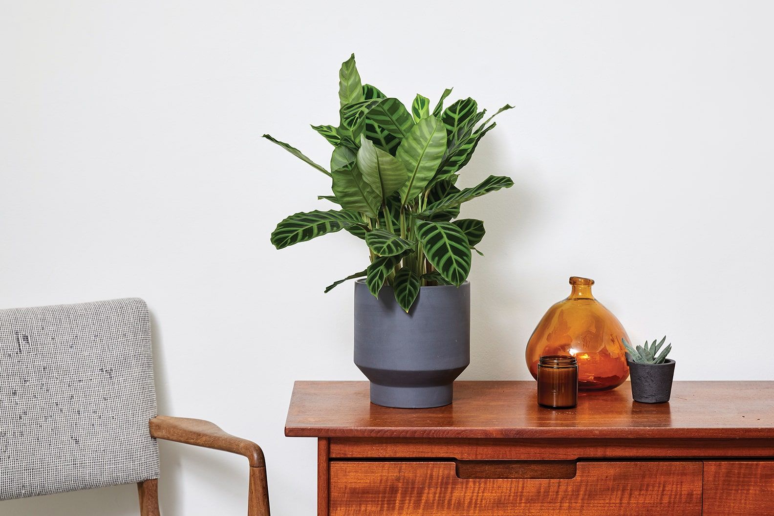 Calathea Zebrina (also known as the Zebra plant) in a charcoal plastic pot