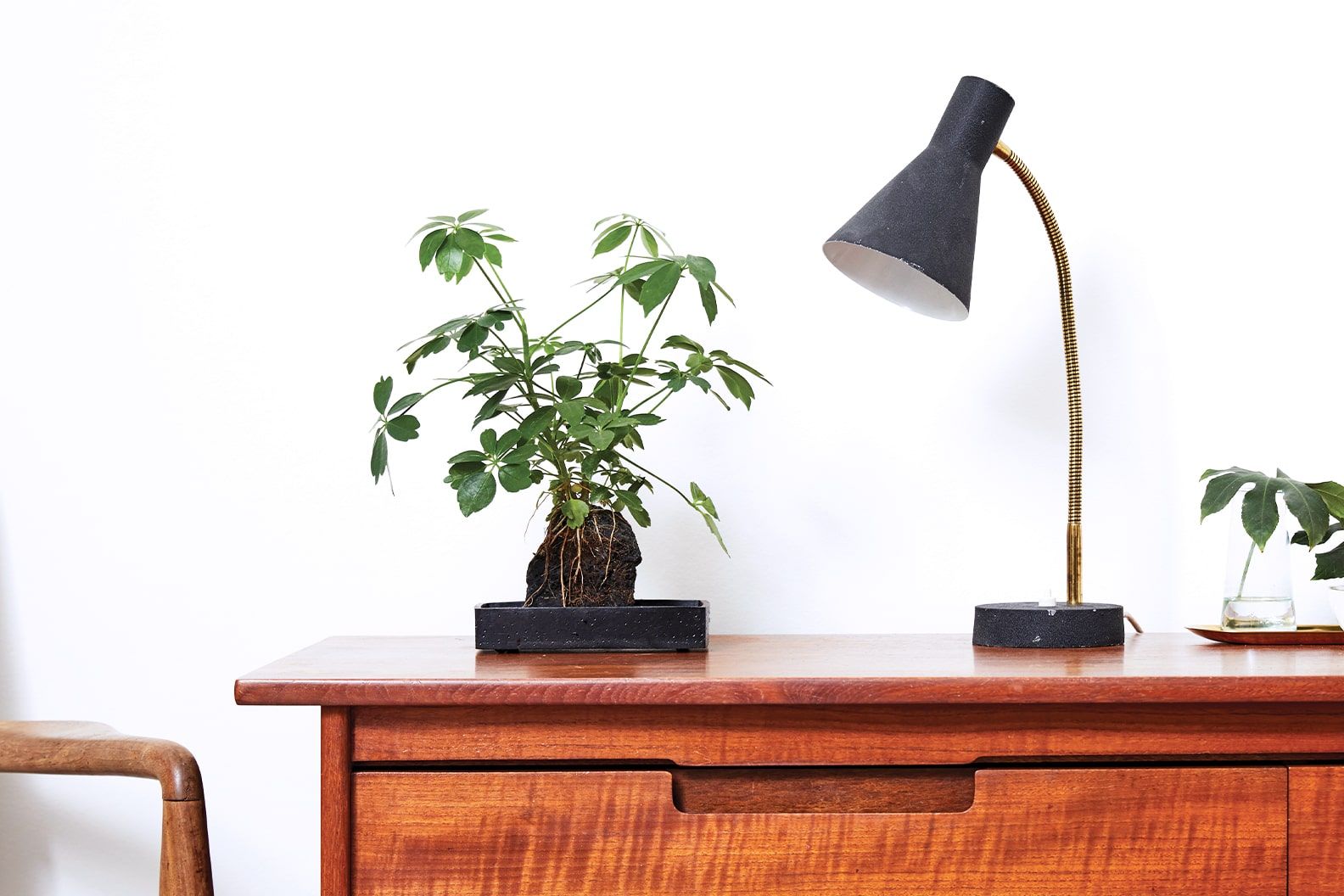 Schefflera on Lava, next to a desk lamp